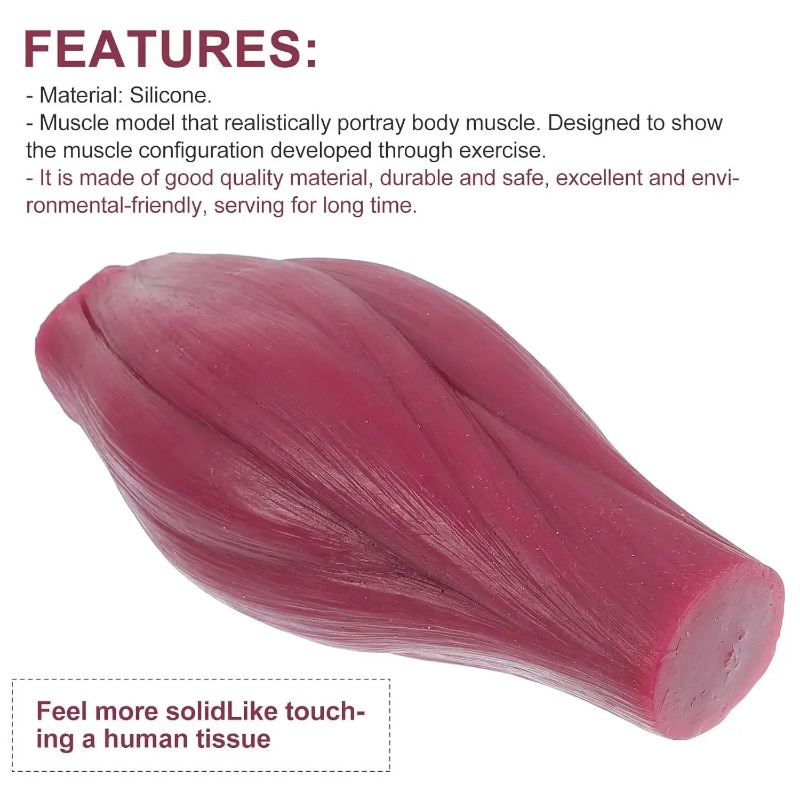 1-pound Human Muscle and Fat R - đánh giá và giá Fitness With Nutrition