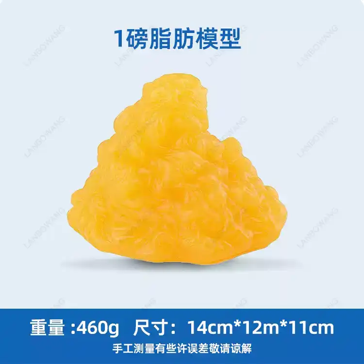 Human Muscle and Fat Replicas, - đánh giá và giá Fitness With Nutrition