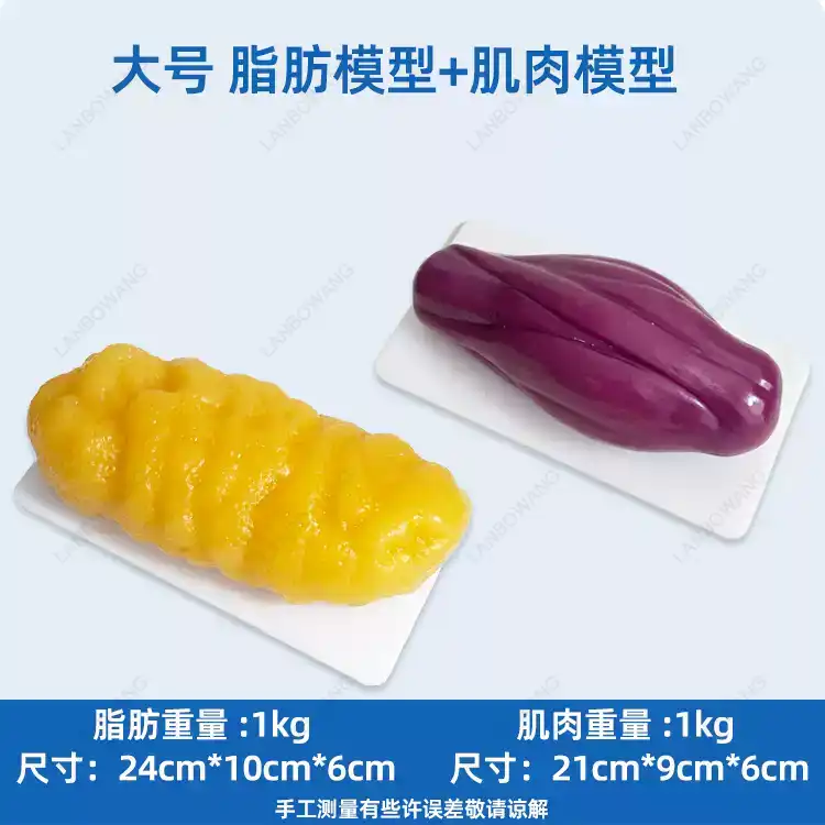 Human Muscle and Fat Replicas, - đánh giá và giá Fitness With Nutrition