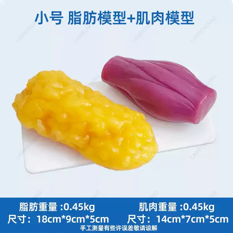 Human Muscle and Fat Replicas, - đánh giá và giá Fitness With Nutrition